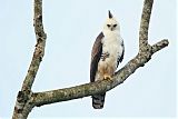 Ornate Hawk-Eagle